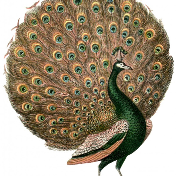 copper_peacock